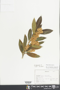 Prunus laurocerasus image