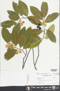 Prunus laurocerasus image