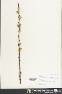 Prunus persica image