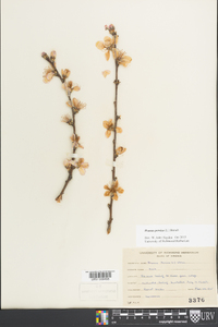 Prunus persica image