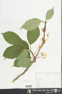 Prunus serrulata image