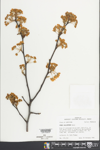 Pyrus calleryana image