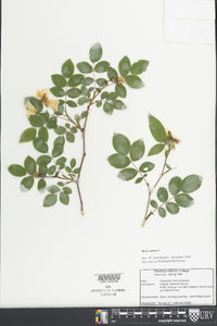 Rosa canina image