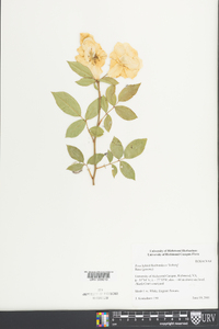 Image of Rosa floribunda