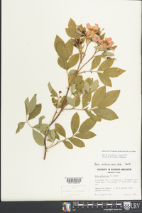 Rosa palustris image