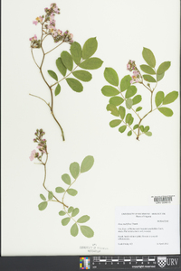 Rosa multiflora image