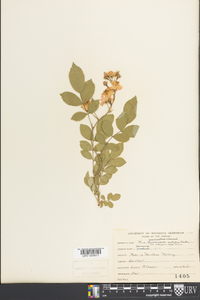 Rosa multiflora image