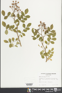 Rosa multiflora image