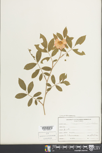 Rosa palustris image