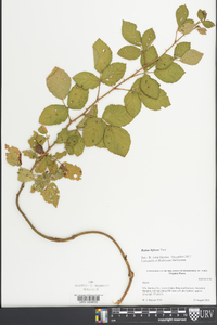 Rubus bifrons image