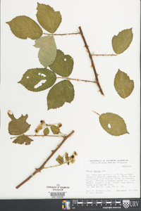 Rubus bifrons image