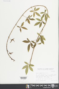 Rubus flagellaris image