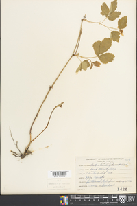 Rubus flagellaris image