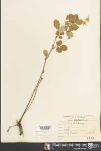 Rubus flagellaris image