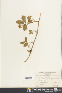 Rubus flagellaris image