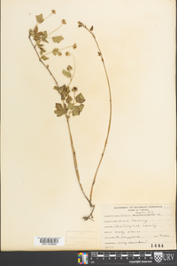 Rubus flagellaris image