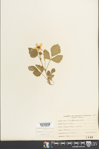 Rubus flagellaris image