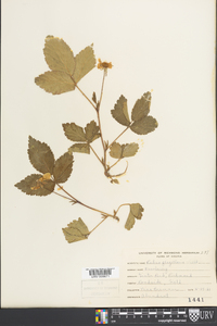 Rubus flagellaris image