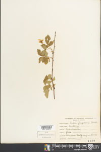 Rubus flagellaris image