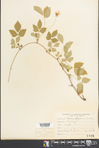 Rubus flagellaris image