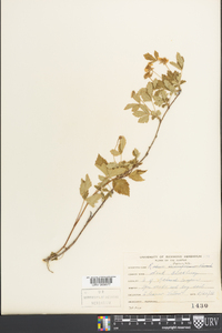 Rubus flagellaris image