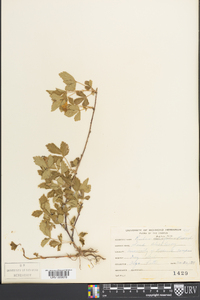 Rubus flagellaris image