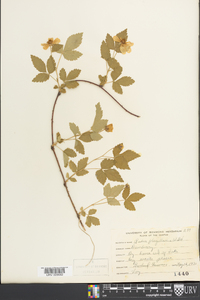 Rubus flagellaris image