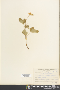 Rubus flagellaris image