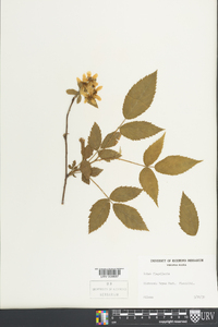 Rubus flagellaris image