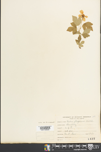 Rubus flagellaris image