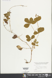 Rubus hispidus image