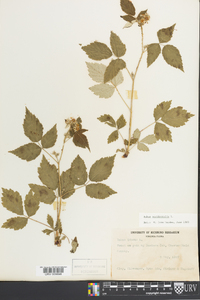 Rubus occidentalis image