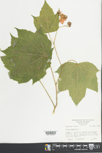 Rubus odoratus image