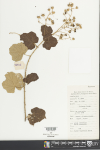 Rubus tephrodes image