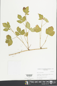 Rubus trivialis image