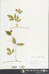 Rubus trivialis image