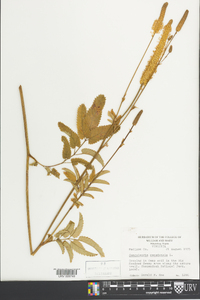 Sanguisorba canadensis image