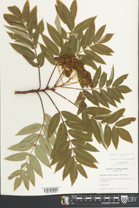 Sorbus americana image