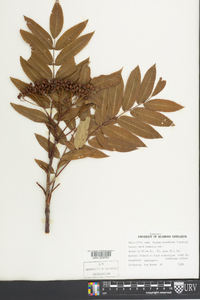 Sorbus americana image