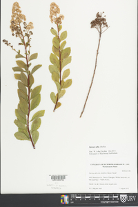 Spiraea alba image