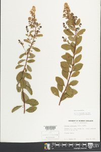 Spiraea alba image