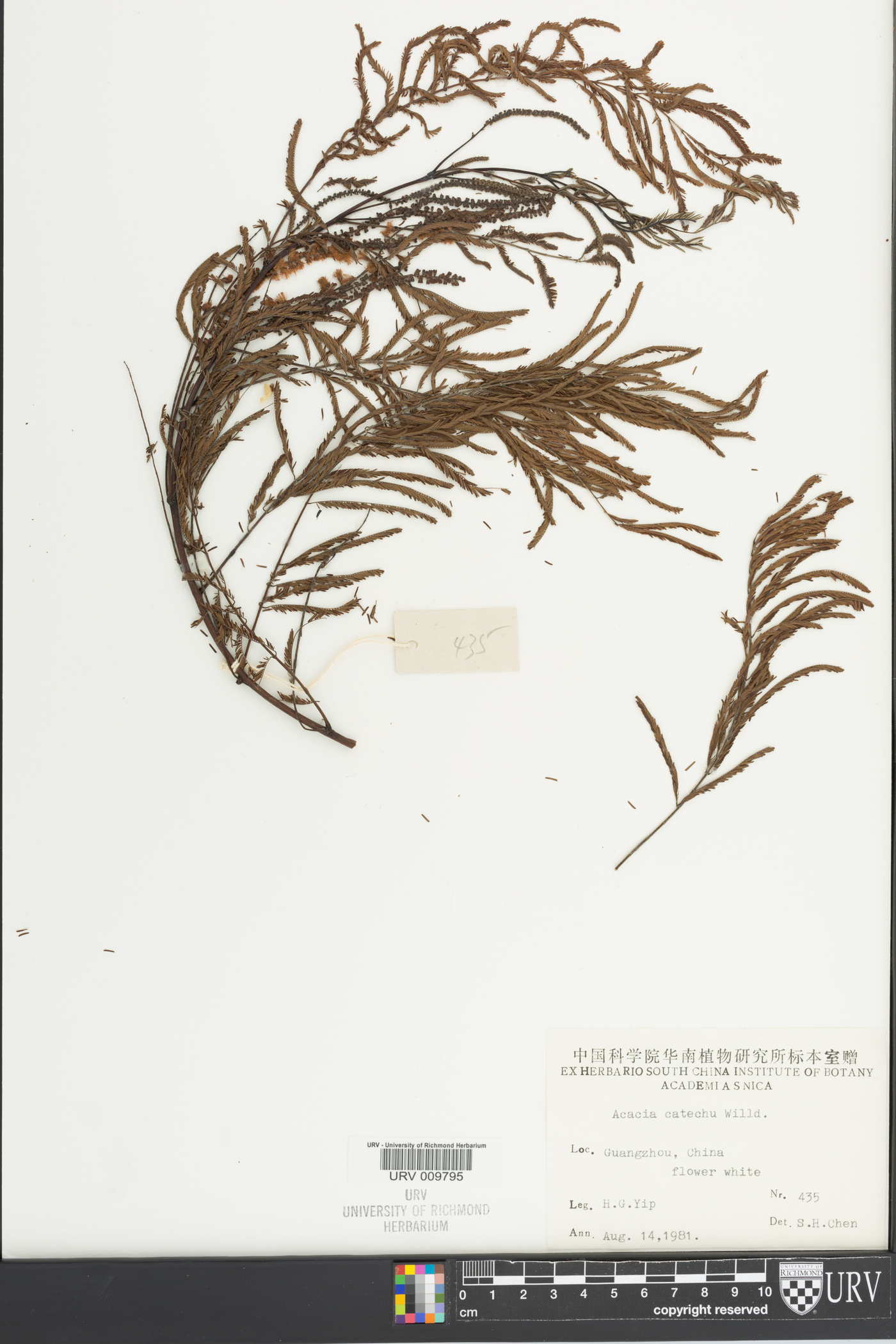 Acacia catechu image