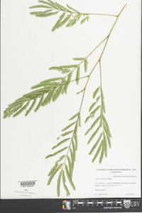 Albizia julibrissin image