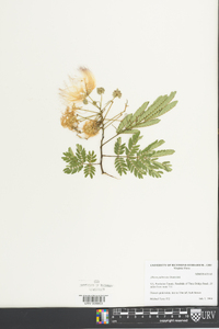 Albizia julibrissin image