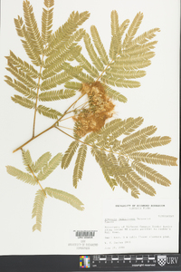 Albizia julibrissin image