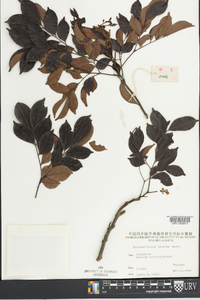 Archidendron lucidum image