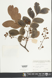 Archidendron lucidum image