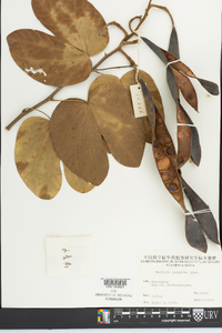 Bauhinia purpurea image