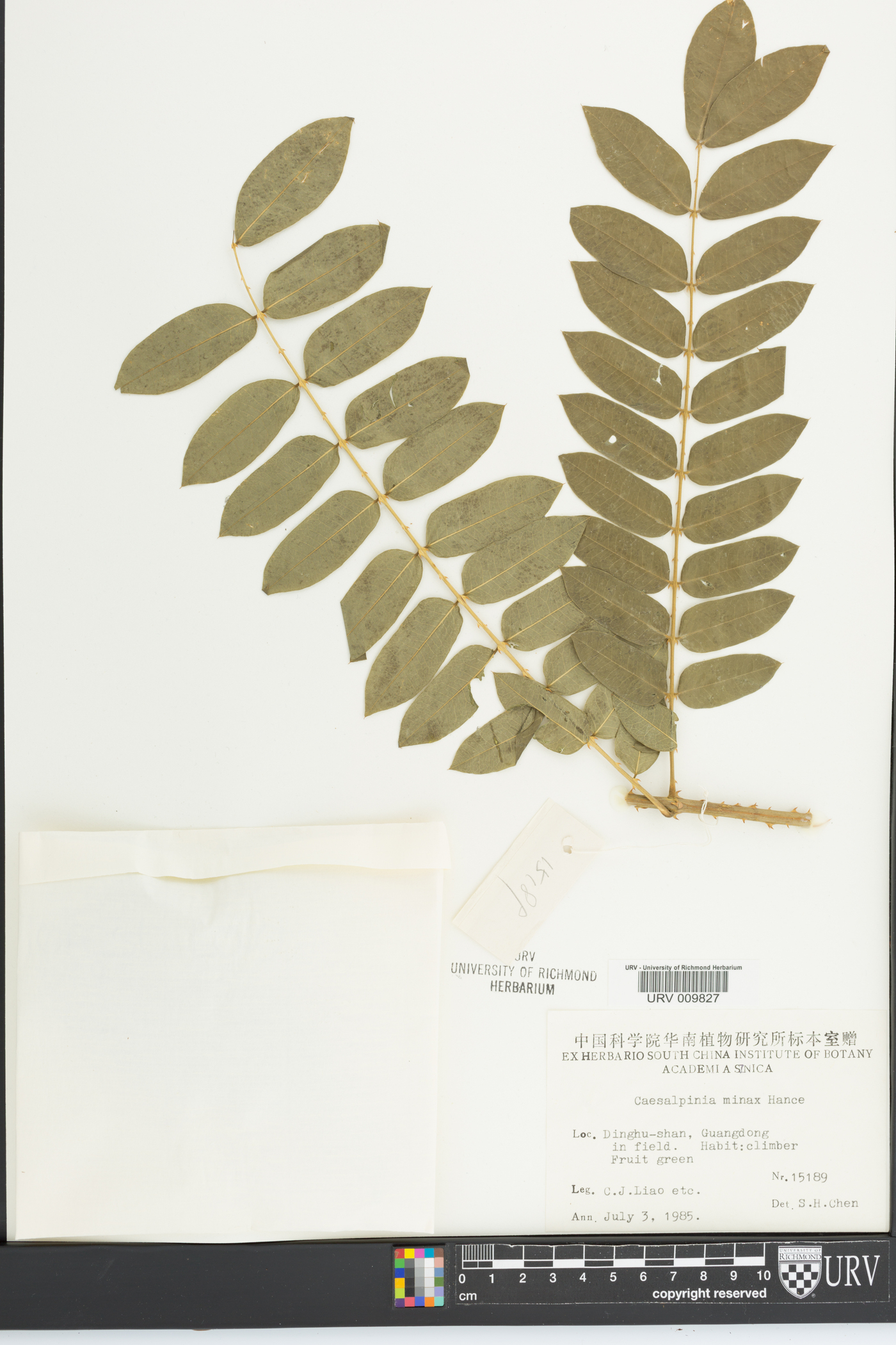 Caesalpinia minax image