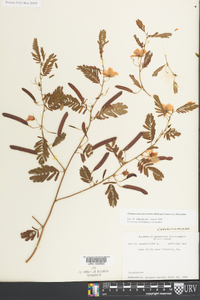 Chamaecrista fasciculata var. fasciculata image